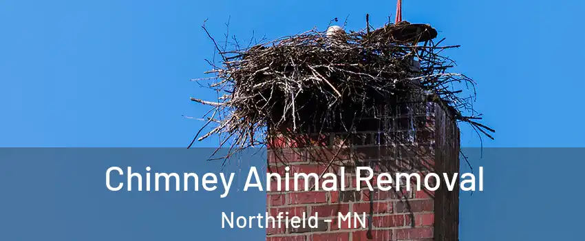  Chimney Animal Removal Northfield - MN