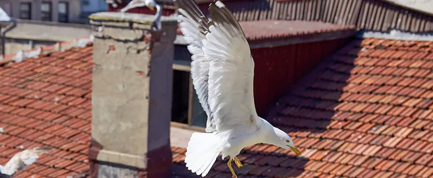 Residential Chimney Animal Removal Solution in Northfield, MN
