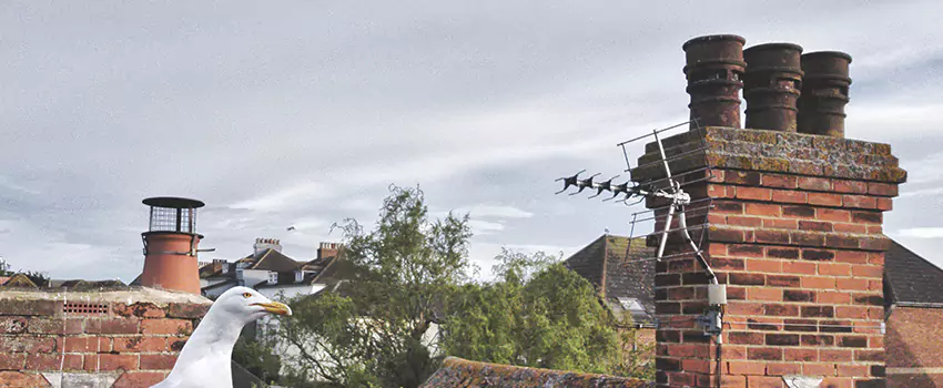 Chimney Cleaning And Restoration in Northfield, Minnesota